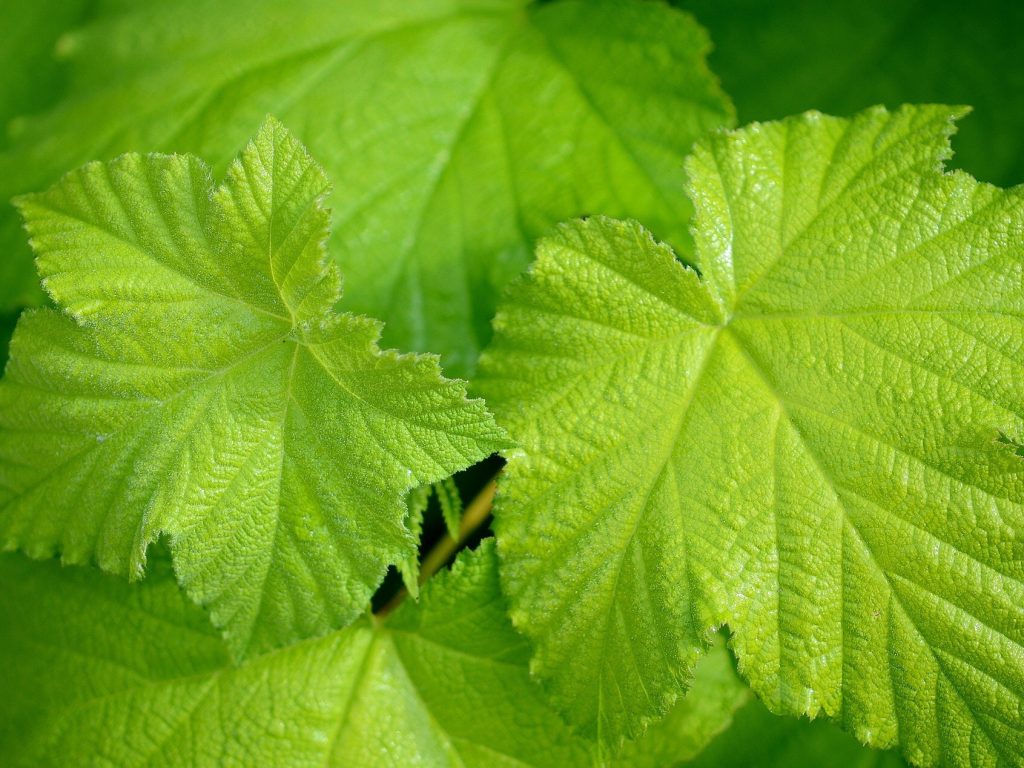 Green-Leaves