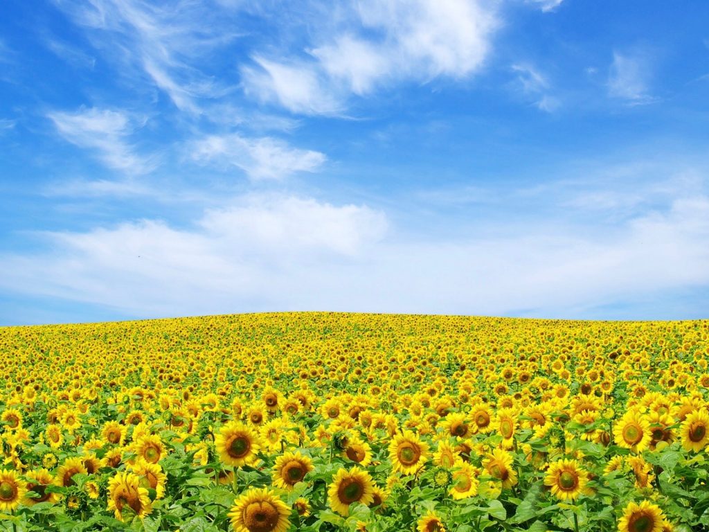 Sunflower-Field