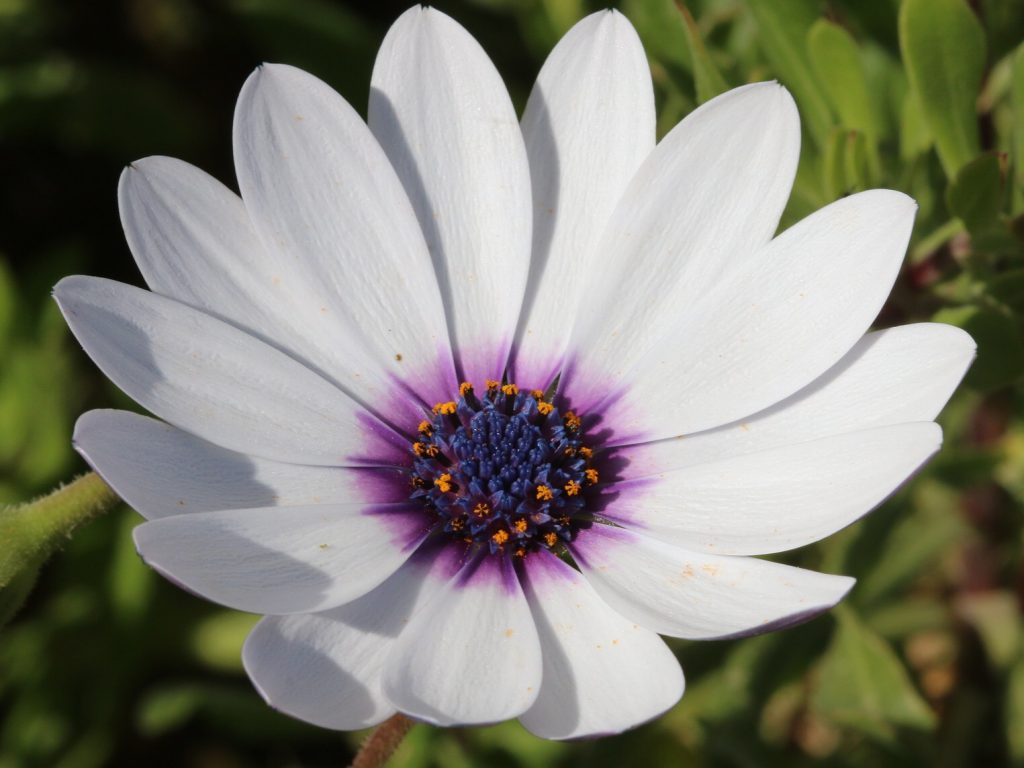 White-Flower